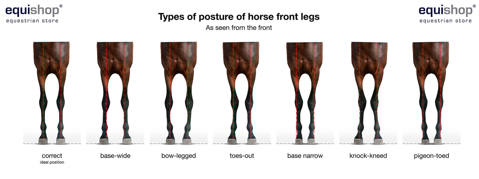 Horse anatomy - diagrams of horse body parts - EQUISHOP Equestrian