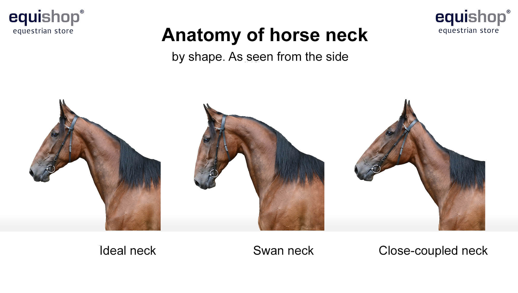 horse parts diagram
