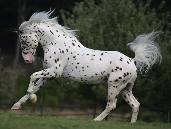 Leopard pattern horse