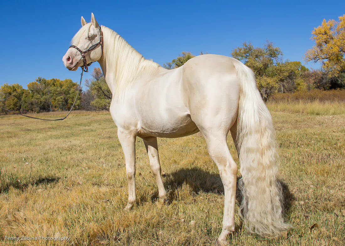 Cremello coate horse