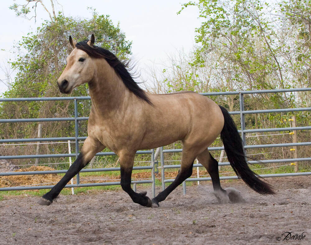 Buckskin coated horse