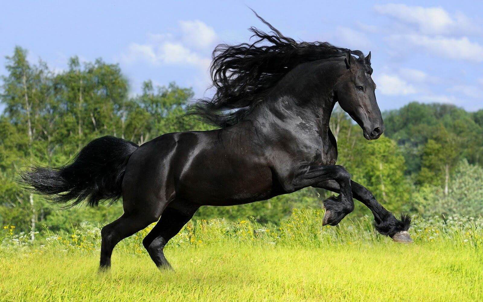 Black coated horse