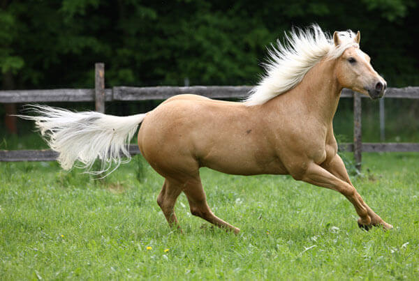 Palomino coated horse