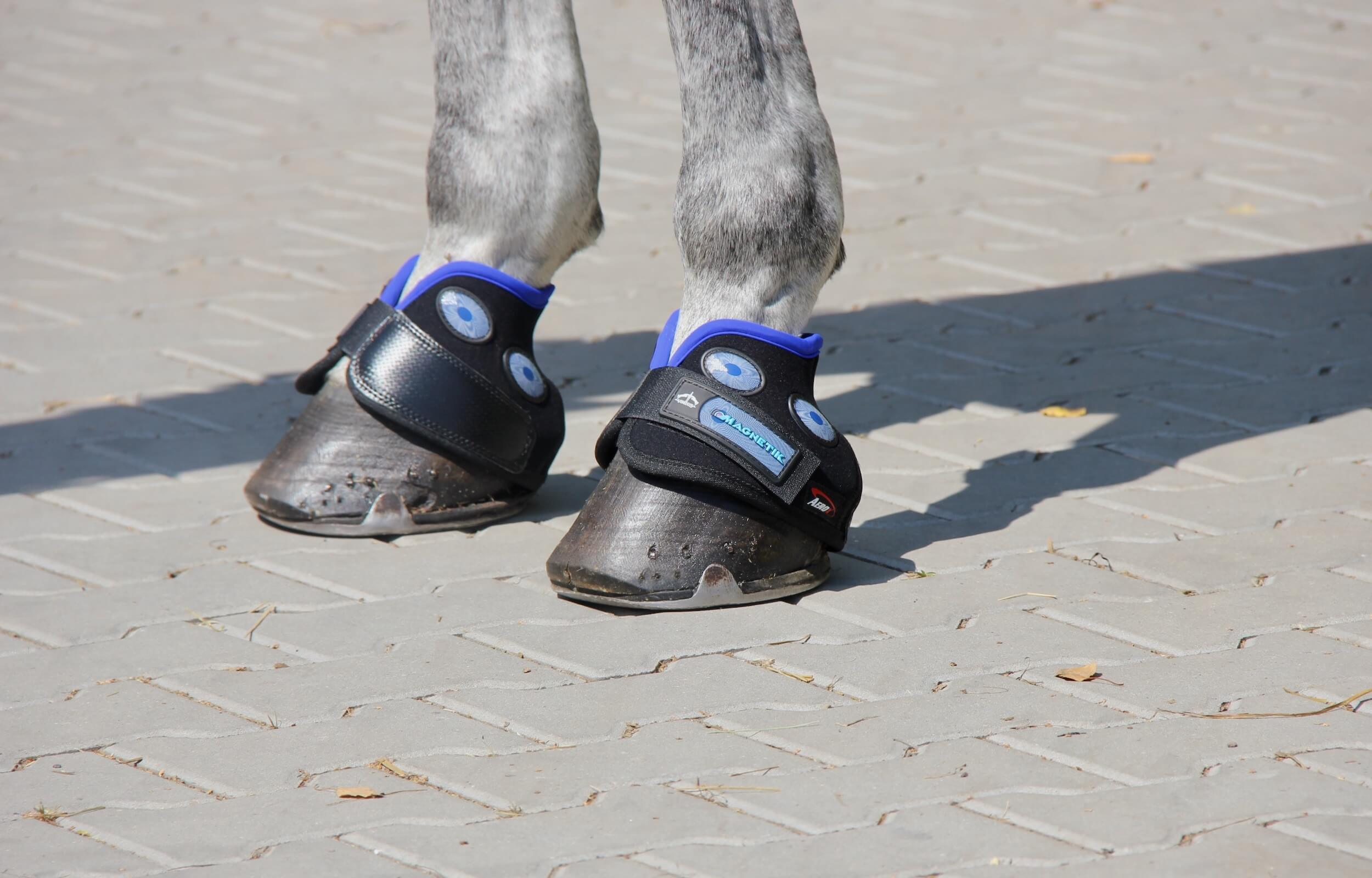 Veredus magnetik 2024 hoof boots