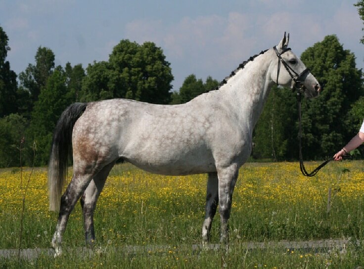 koń małopolski