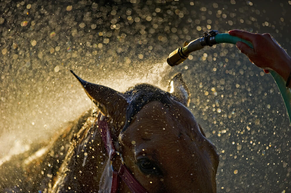 Koń polewany wodą