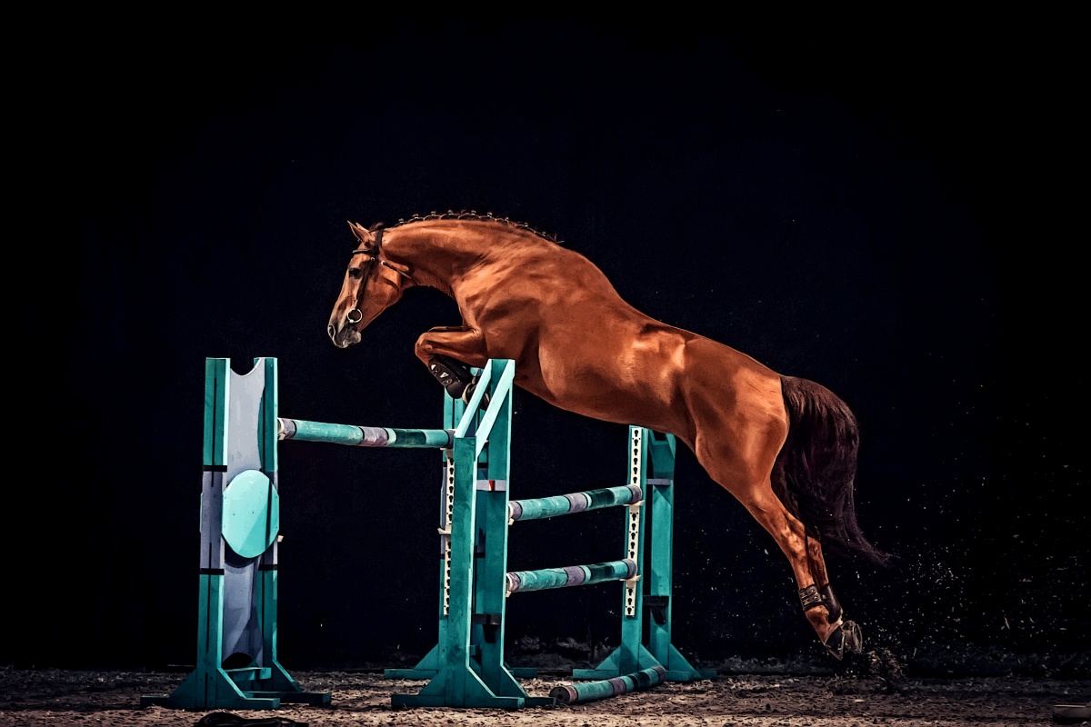 VEREDUS YOUNG JUMP VENTO FETLOCK BOOTS permitted in all BS classes 