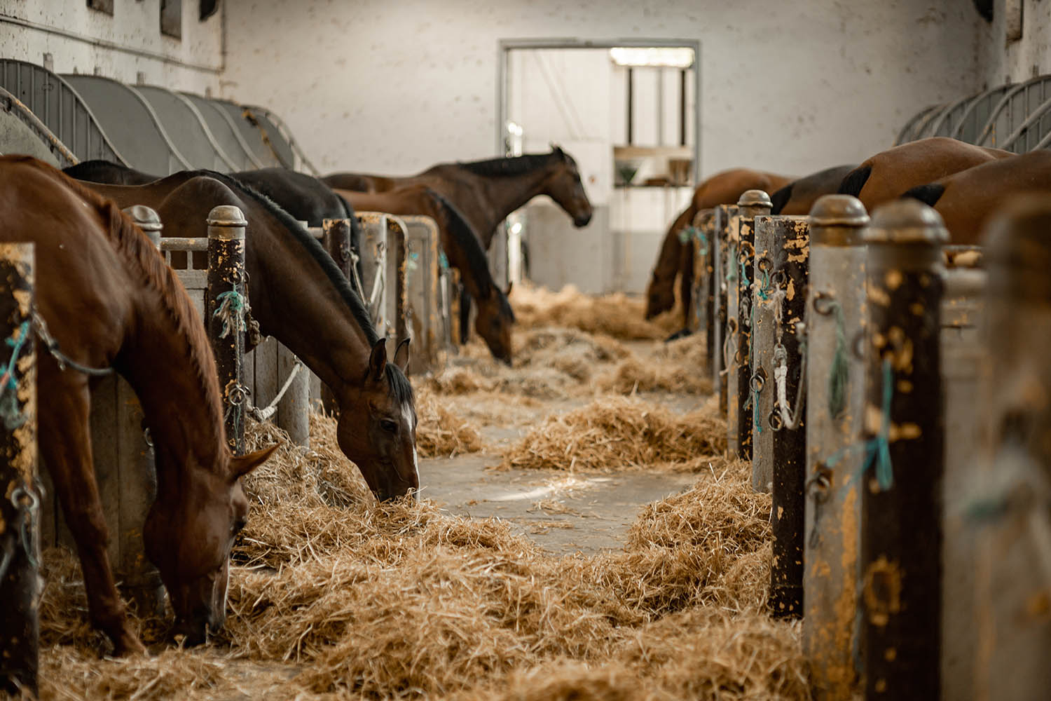 Niewielkie boksy dla koni