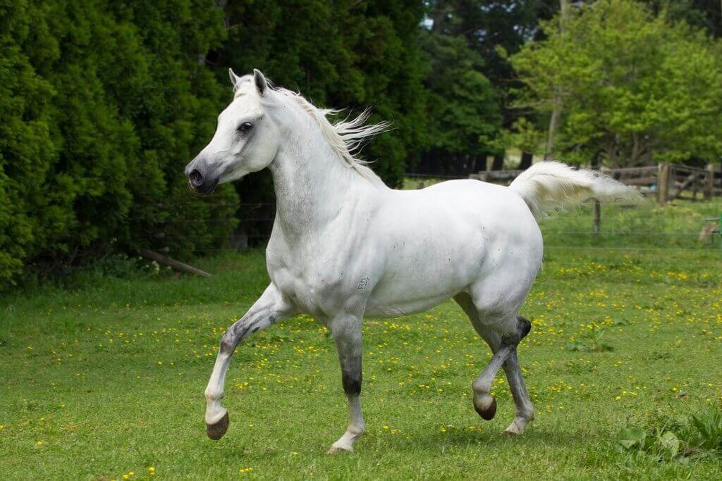 Light grey horse