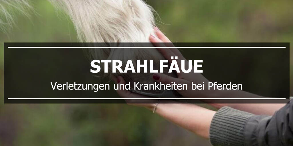 Strahlfäue - Verletzungen und Krankheiten bei Pferden