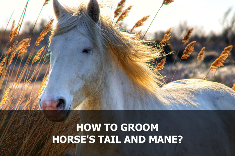 How to groom horse's tail and mane