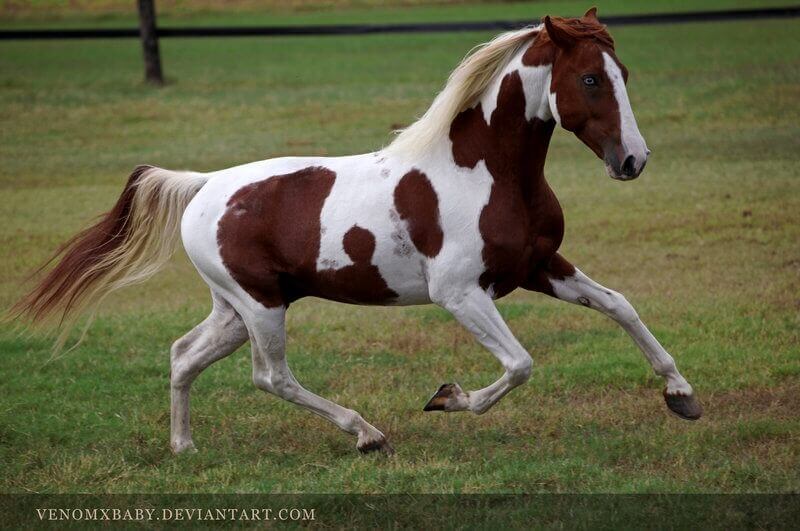 Tobiano patterned horse