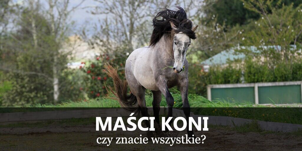 Maści koni, umaszczenie koni, wzory koni