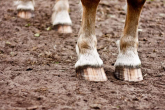 10 Regeln: Wie man Pferdehufen pflegt