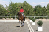 Dressur-Pferde-Training - Schulterherein