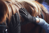 HOW TO GROOM HORSE'S TAIL AND MANE?