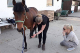 Wywiad z Anną Bajko - osteopatką specjalizującą się w pomaganiu koniom