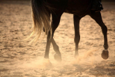 Jak pielęgnować konia? Zdrowe nogi to podstawa