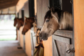 Jak chronić konia przed końskimi muchami - poznaj 7 sposobów