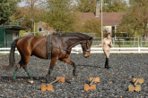 Cavaletti – working on a lunge