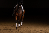 Top 5 products for protection of your horse's legs