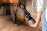 Ochwat u konia – zapalenie tworzywa kopytowego – przyczyny, objawy, leczenie