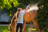 Podstawowa pielęgnacja konia na lato — na co zwrócić uwagę?