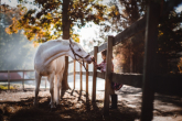 Horse riding accessories for kids — horse riding lessons, and what to buy?