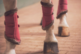How to choose the right size of horse boots?