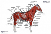 Körperbau und äussere also die anatomie eines Pferdes