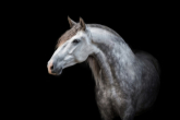 Koń andaluzyjski - najbardziej znany koń hiszpański