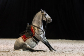 The Lipizzan horse – a baroque style