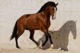 Lusitano horse – Portuguese breed for bullfighting