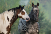 Appaloosa-Pferd - eine Rasse, die von den Indianern gezüchtet wurde