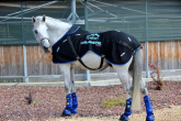 Magnetotherapy for horses. Magnetic rugs, magnetic boots