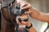 Horse teeth. Most common issues with equine dentition. Horse teeth and their age