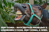 Zęby konia – najczęstsze problemy z uzębieniem u koni. Zęby konia, a wiek.