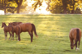 Rekordy wśród koni - jaka rasa konia jest najdroższa? Rekordy aukcji koni
