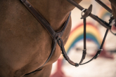 Review of breastplates and martingales — find the perfect ones for your steed