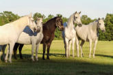 Paso Fino und Paso Peruano - spanische Pferde aus Südamerika