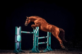 Horse show jumping–what are the bases of the most popular equestrian discipline?