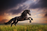 Friesian horse – a symbol of the horse's courage and strength