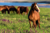 Mustangs: horses of the Cimarron