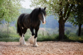 Shire - rasa konia, który jest najwyższy na świecie