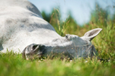 How Do Horses Sleep? Top 5 Facts About Horse Daily Sleep!