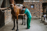 Colic in horses – causes, symptoms, and prevention