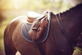 Saddle Fitting – how to choose the correct saddle for a horse and rider?
