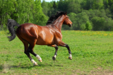 Koń hanowerski - gorącokrwista rasa stworzona do wyczynowego sportu