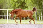 Koń trakeński - najbardziej znana rasa w Europie