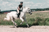 Walk, trot, canter, and gallop – horse gaits. Get to know all of them